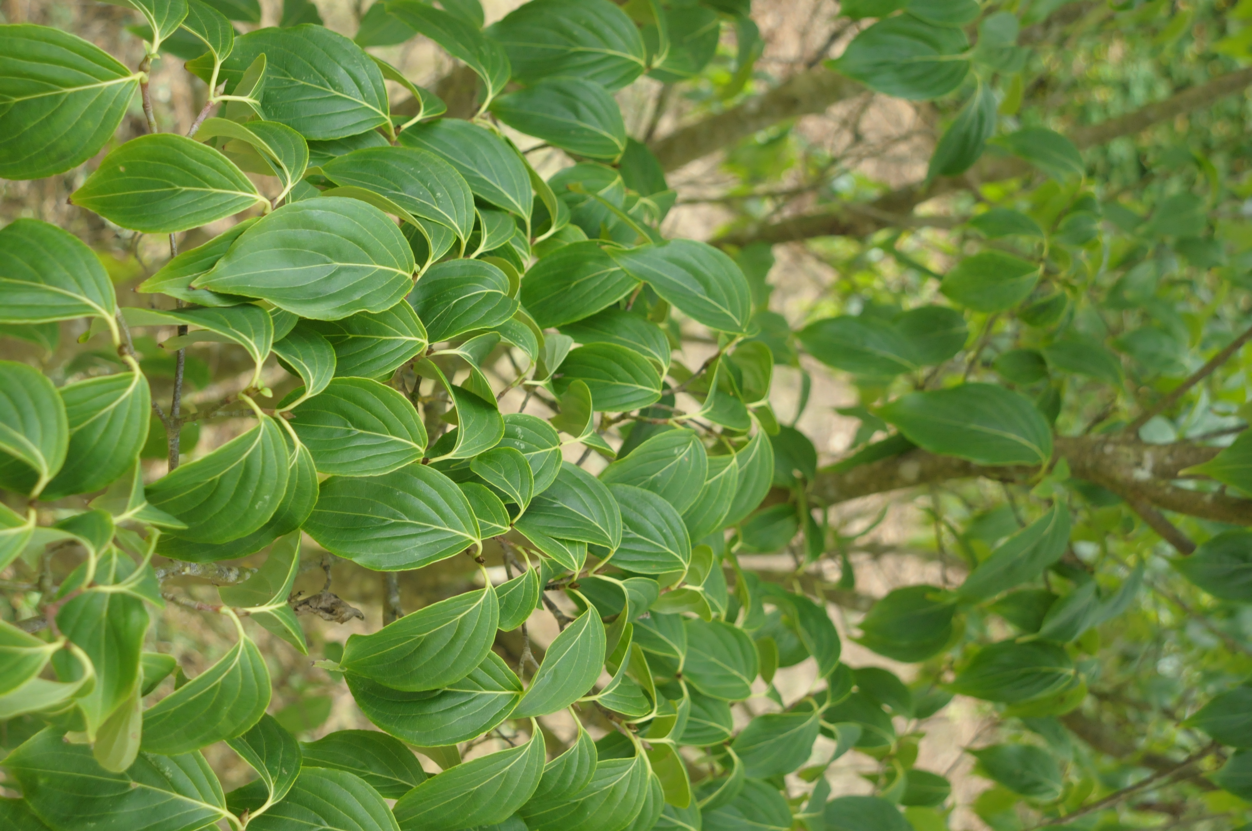 Cornouiller de Chine — photo 2