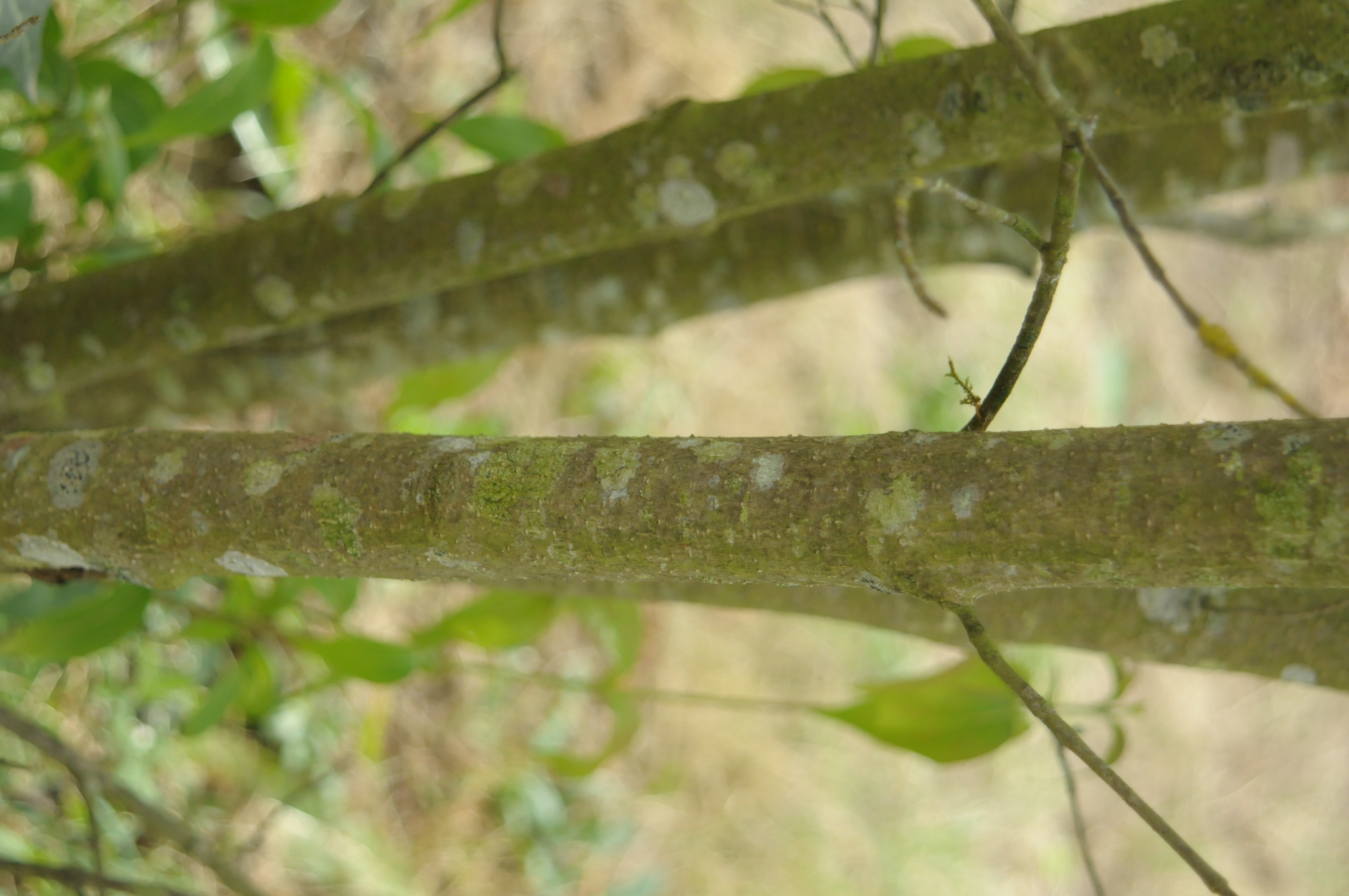 Cornouiller de Chine — photo 3