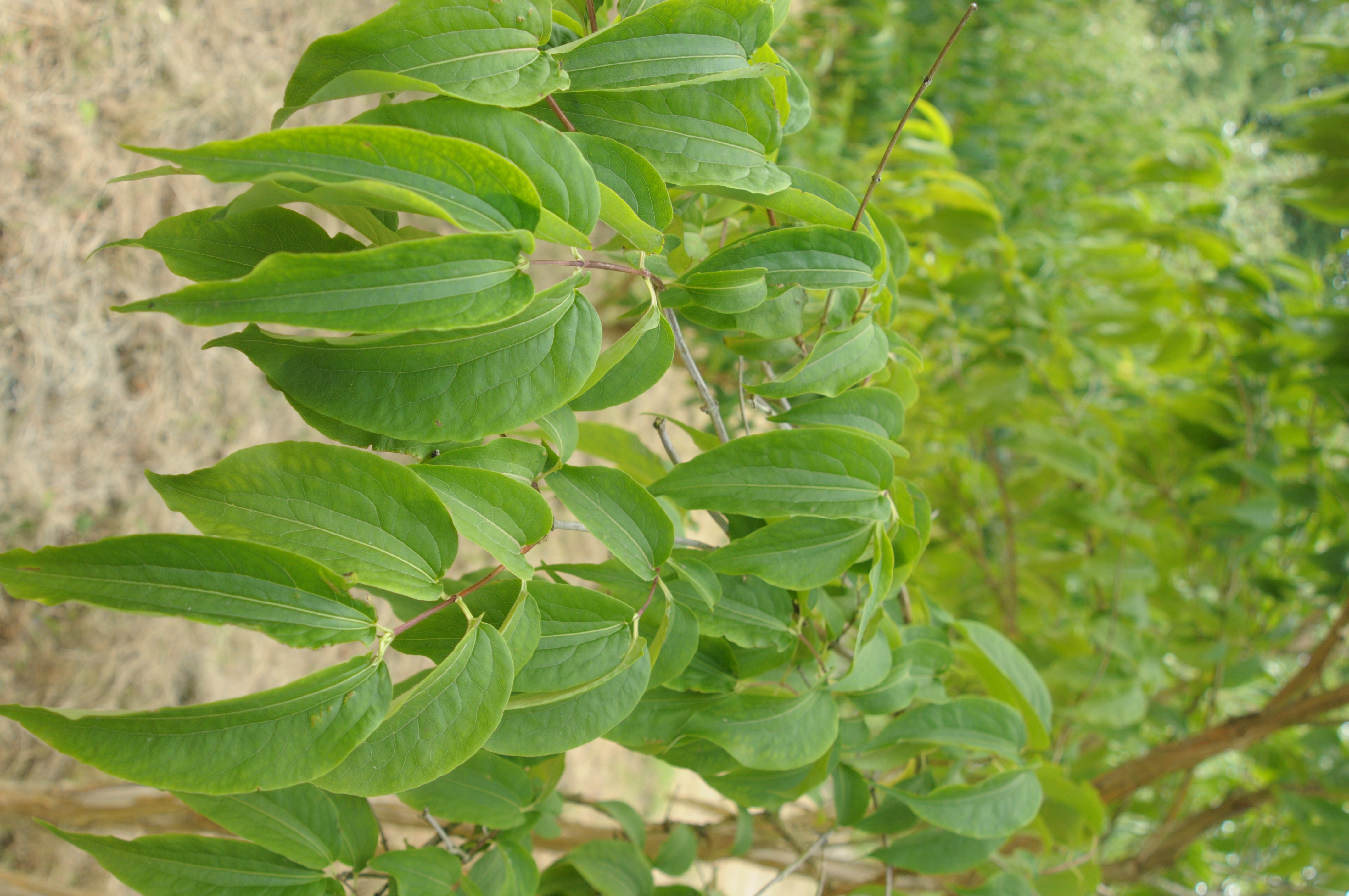 Fleurs des sept fils du Zhejiang — photo 2