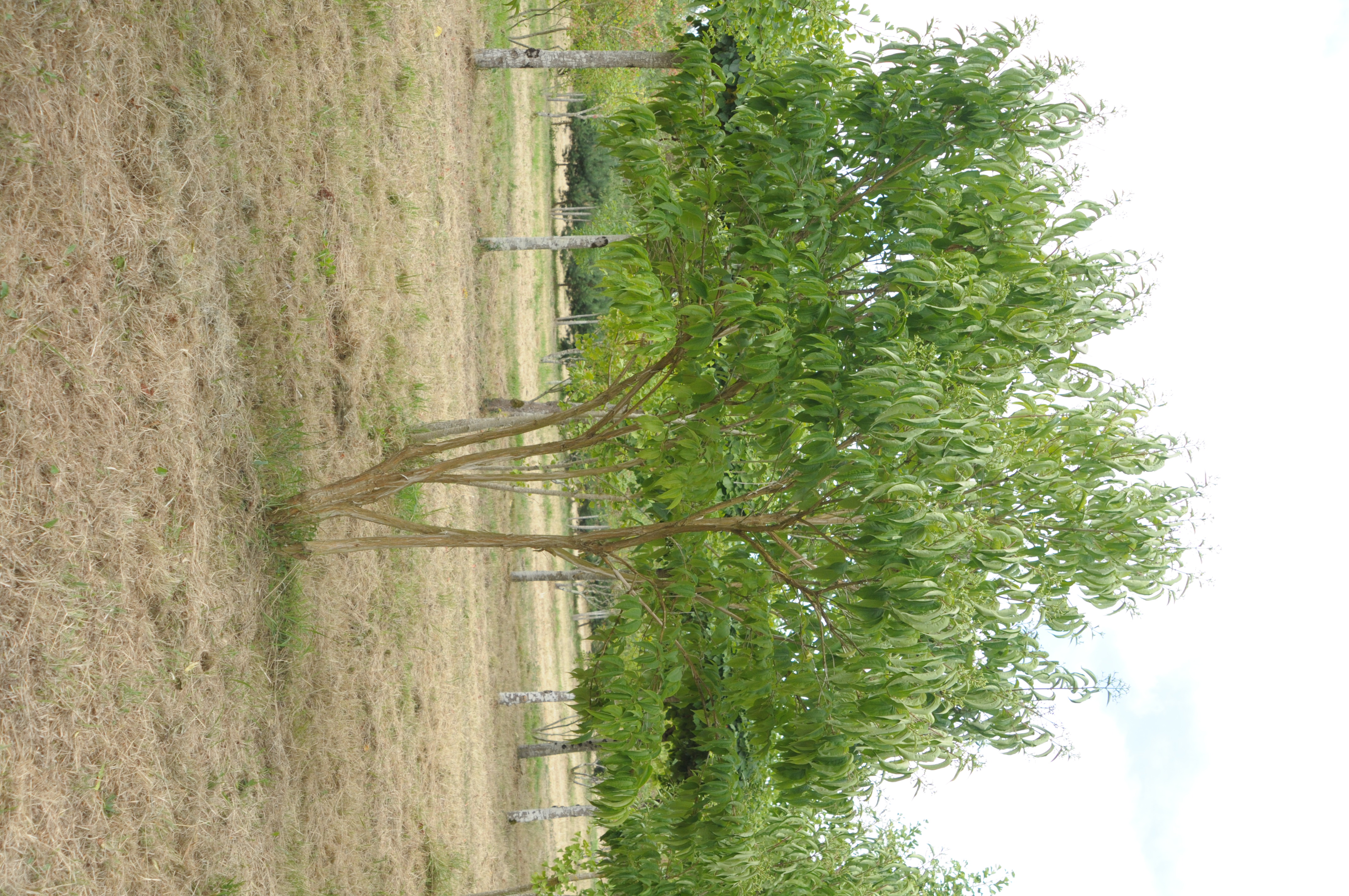 Fleurs des sept fils du Zhejiang