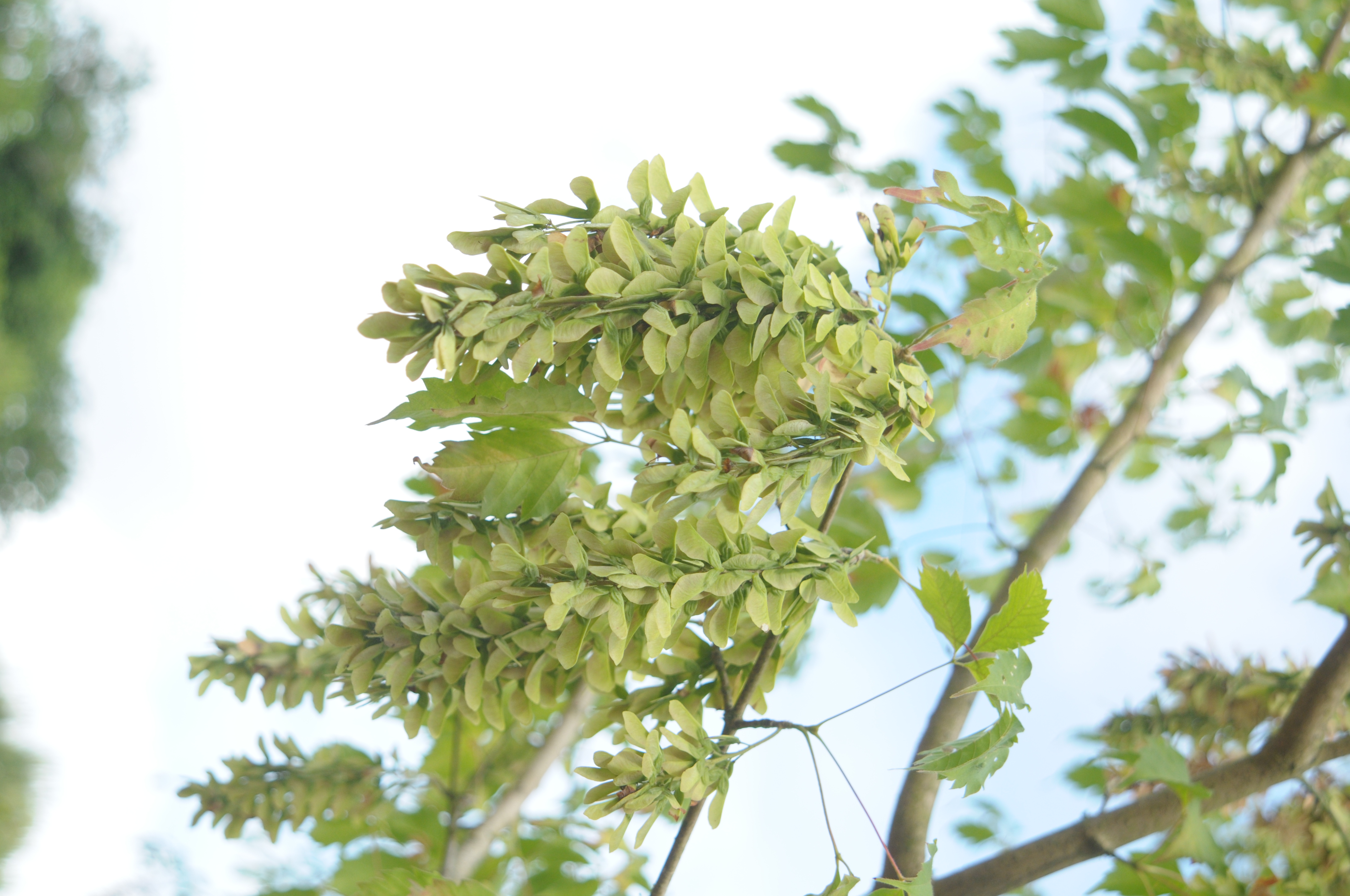 Érable à feuille de vigne — photo 3