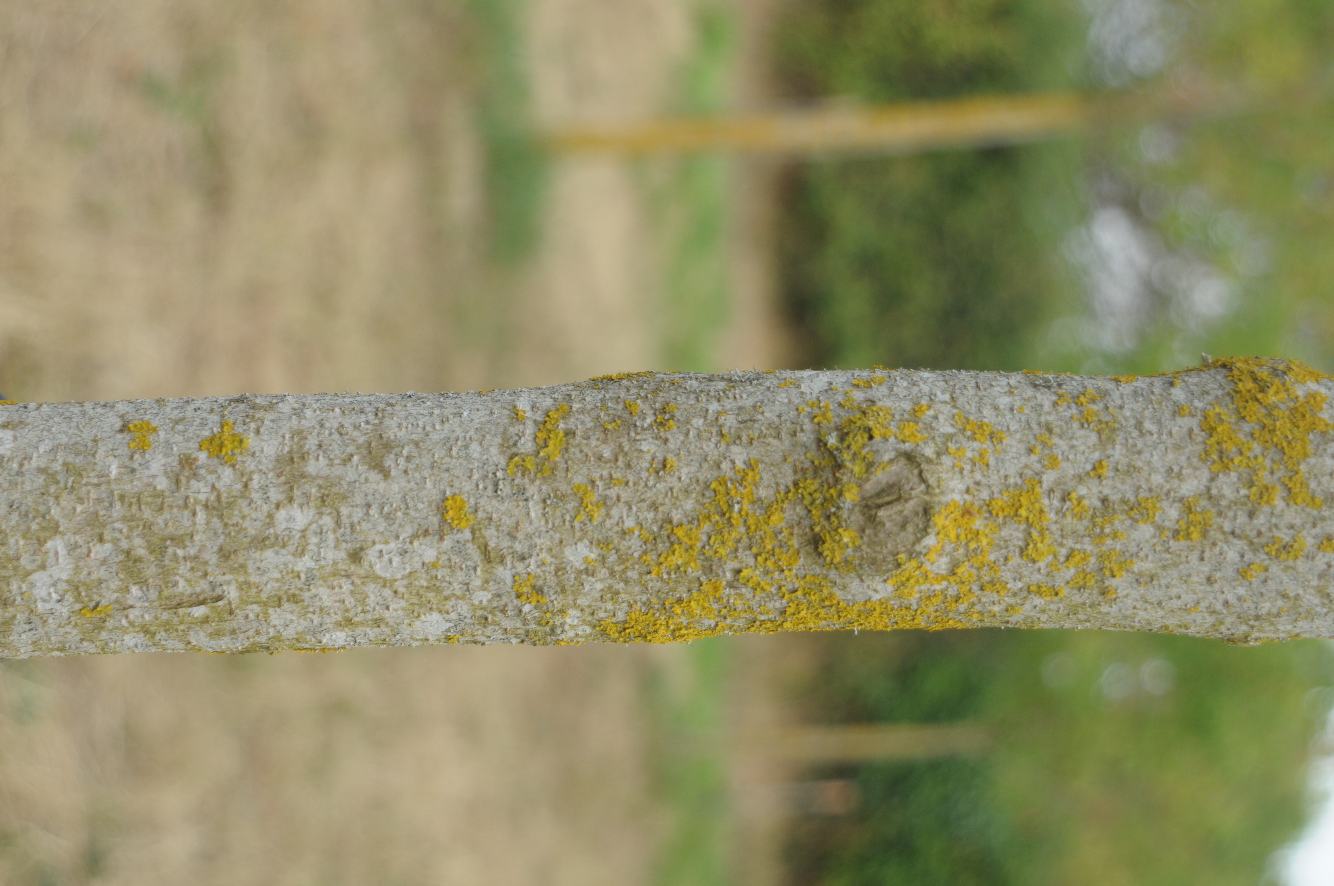 Érable à feuille de vigne — photo 2