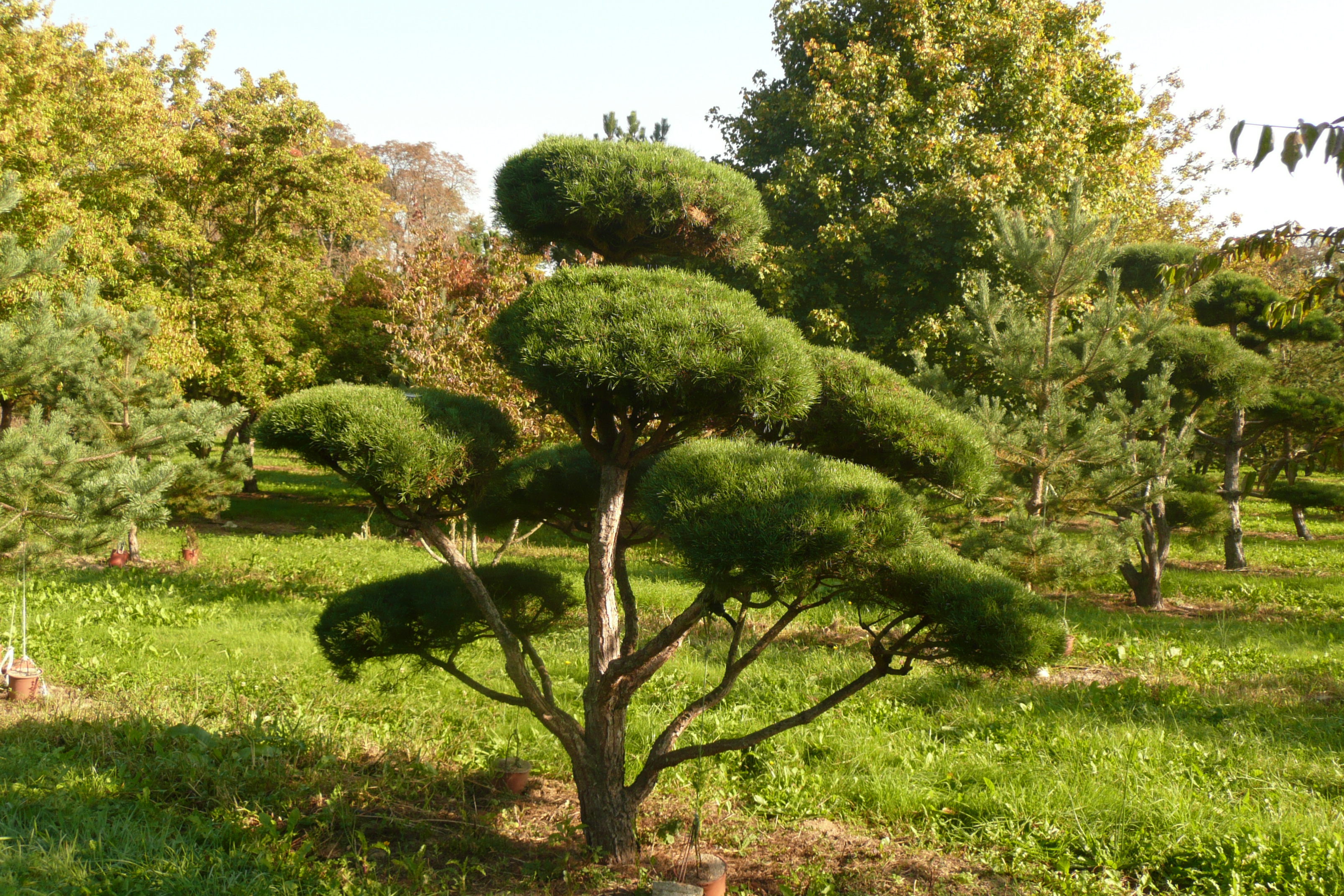 La Pépinière — photo 3