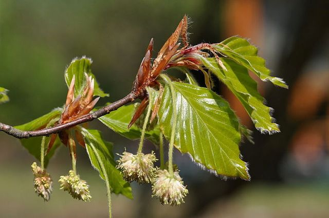 Hêtre commun — photo 2