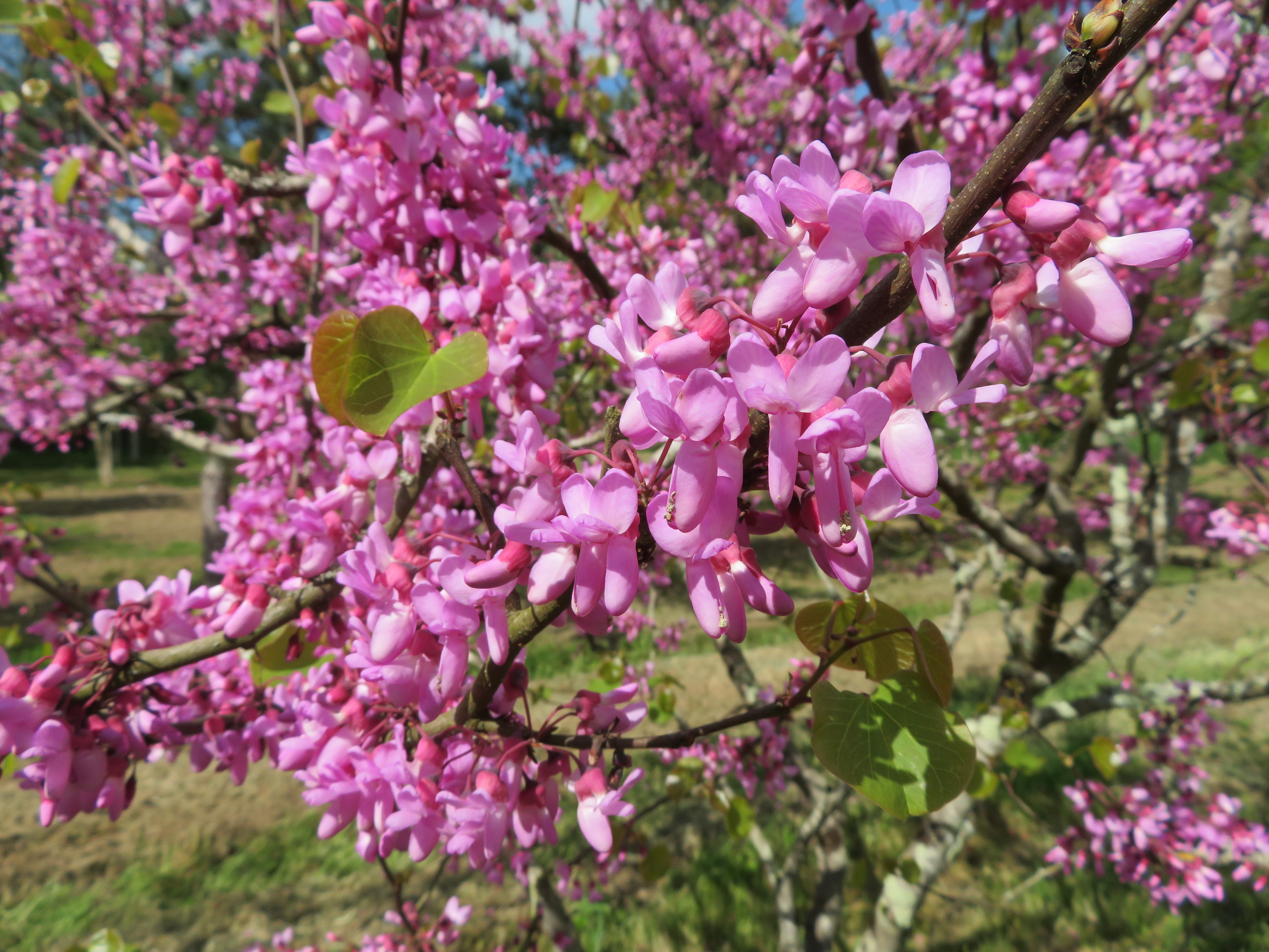 Arbre de Judée — photo 2