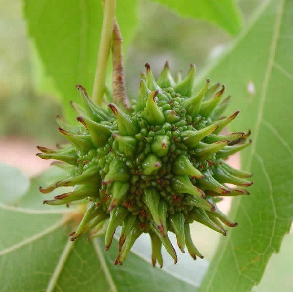 Copalme d'Amérique — photo 3