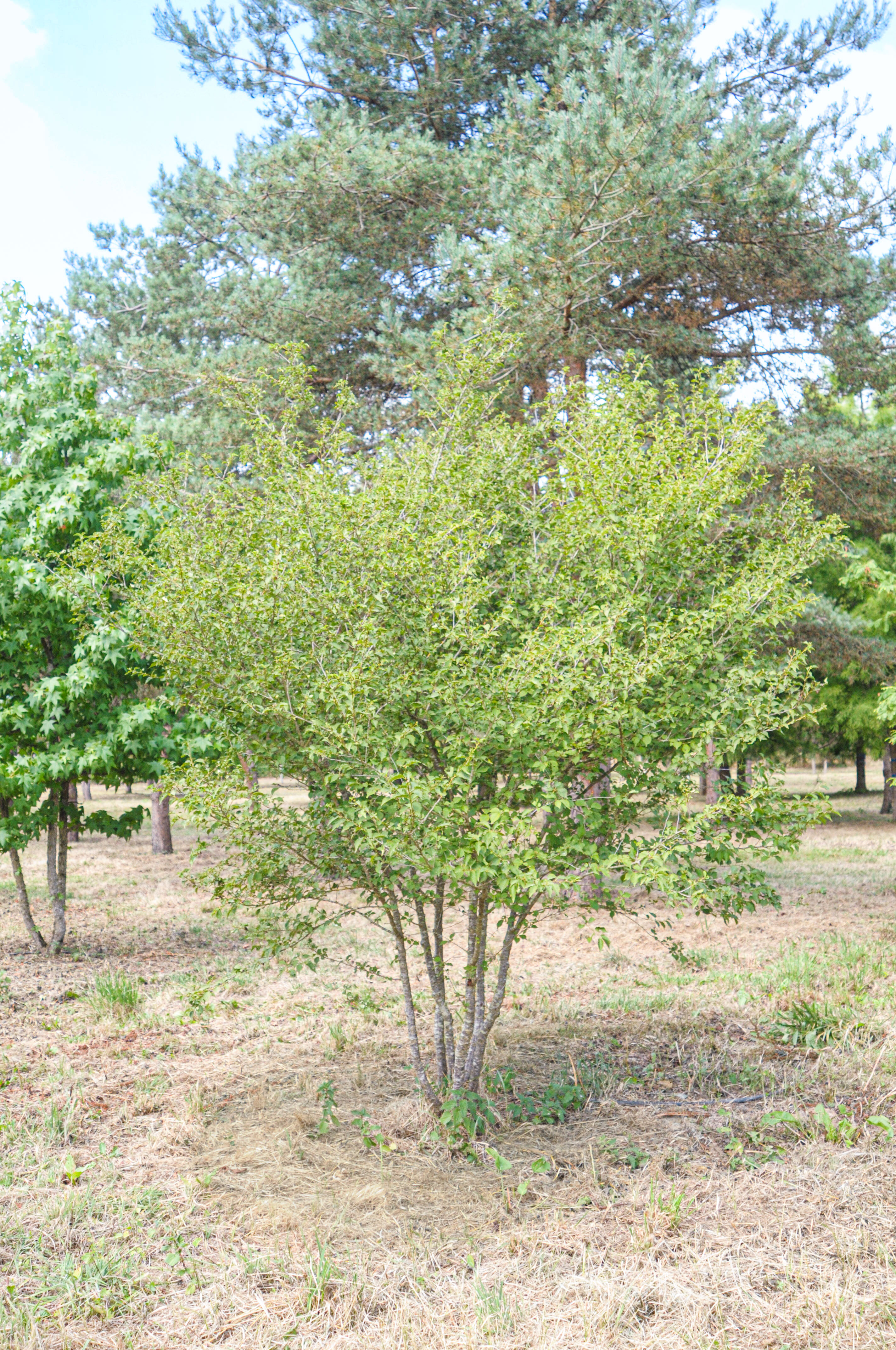 Cerisier à fleurs