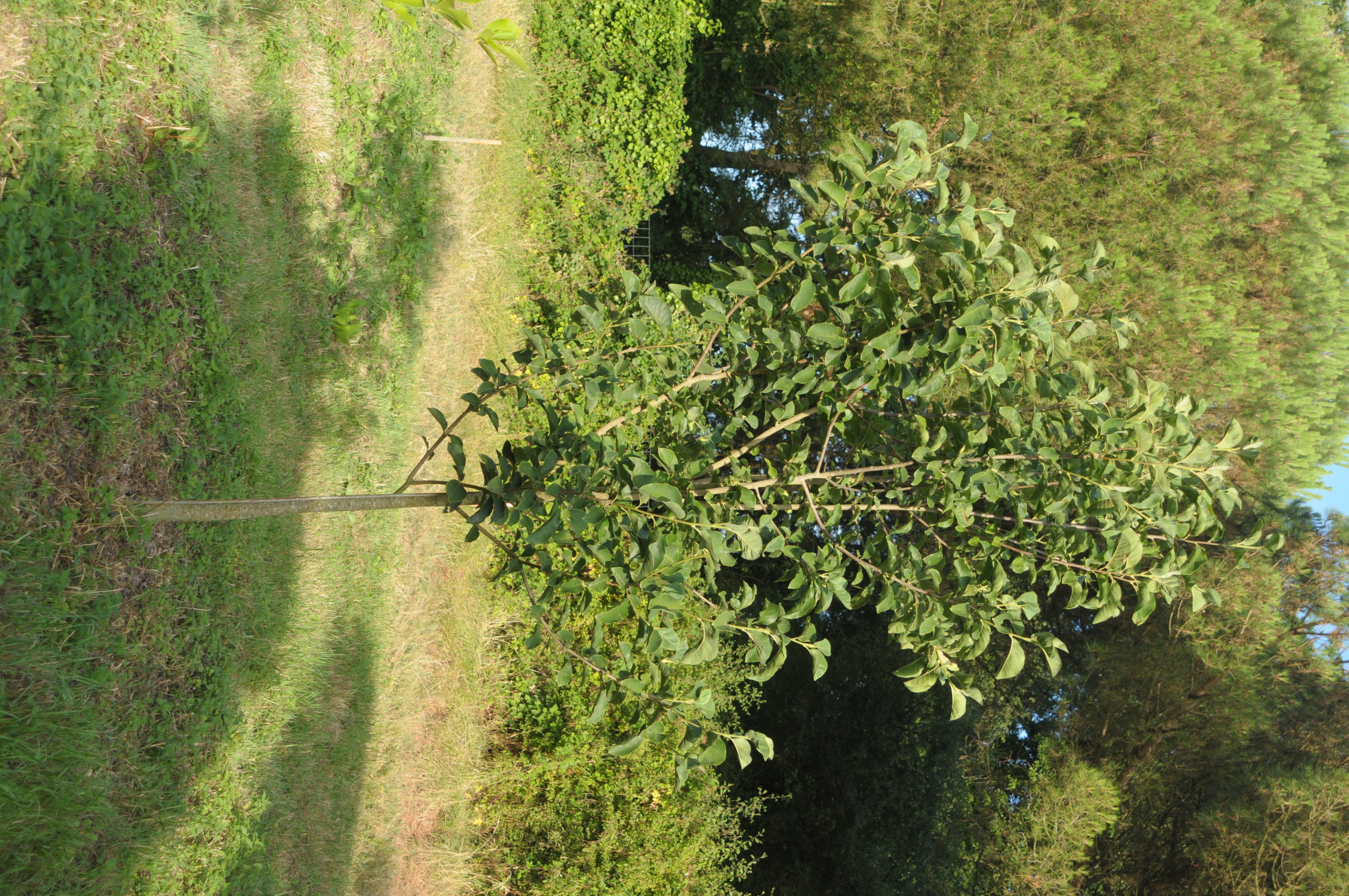 Magnolia hybride