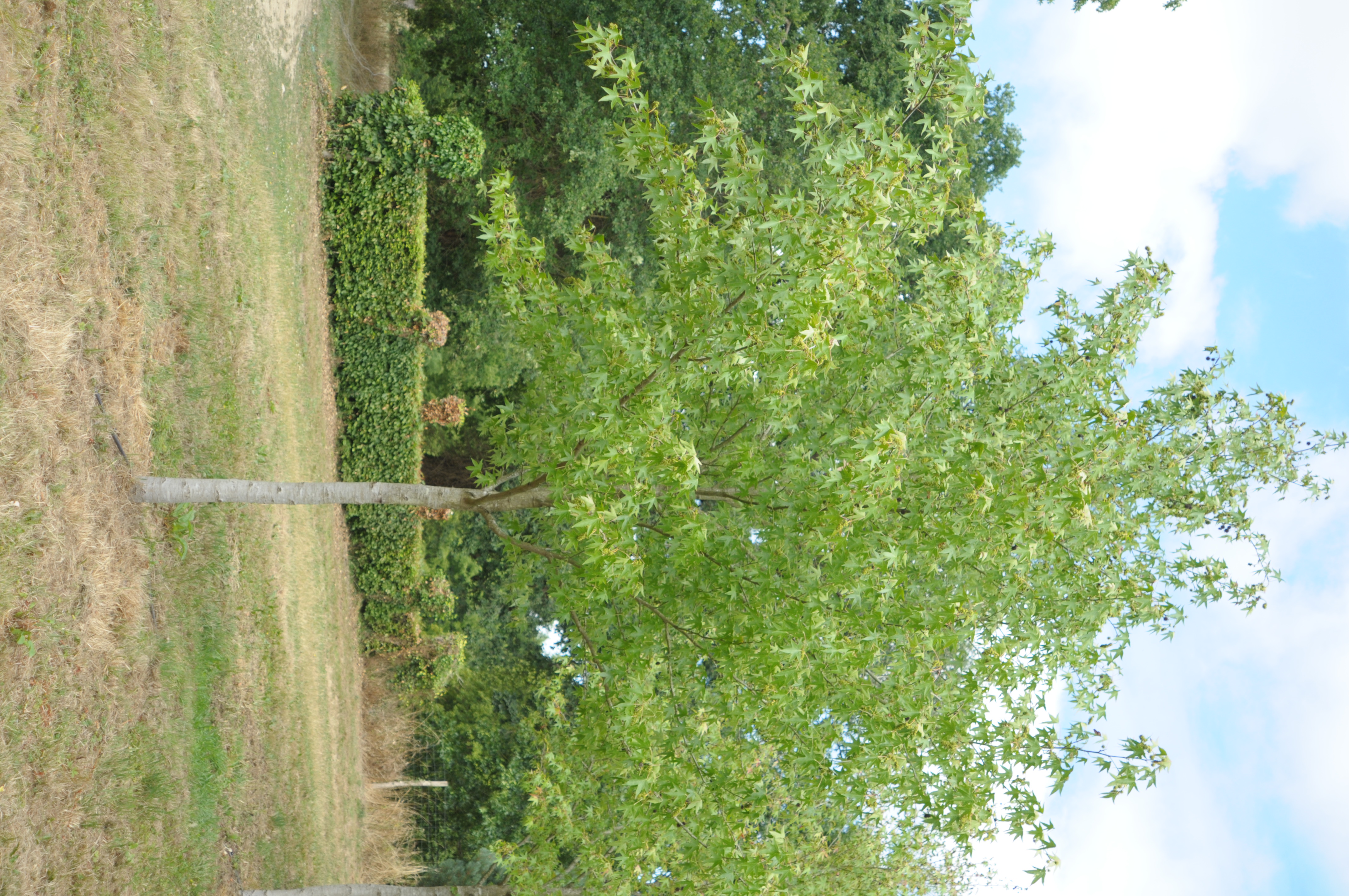 Copalme d'Amérique worplesdon