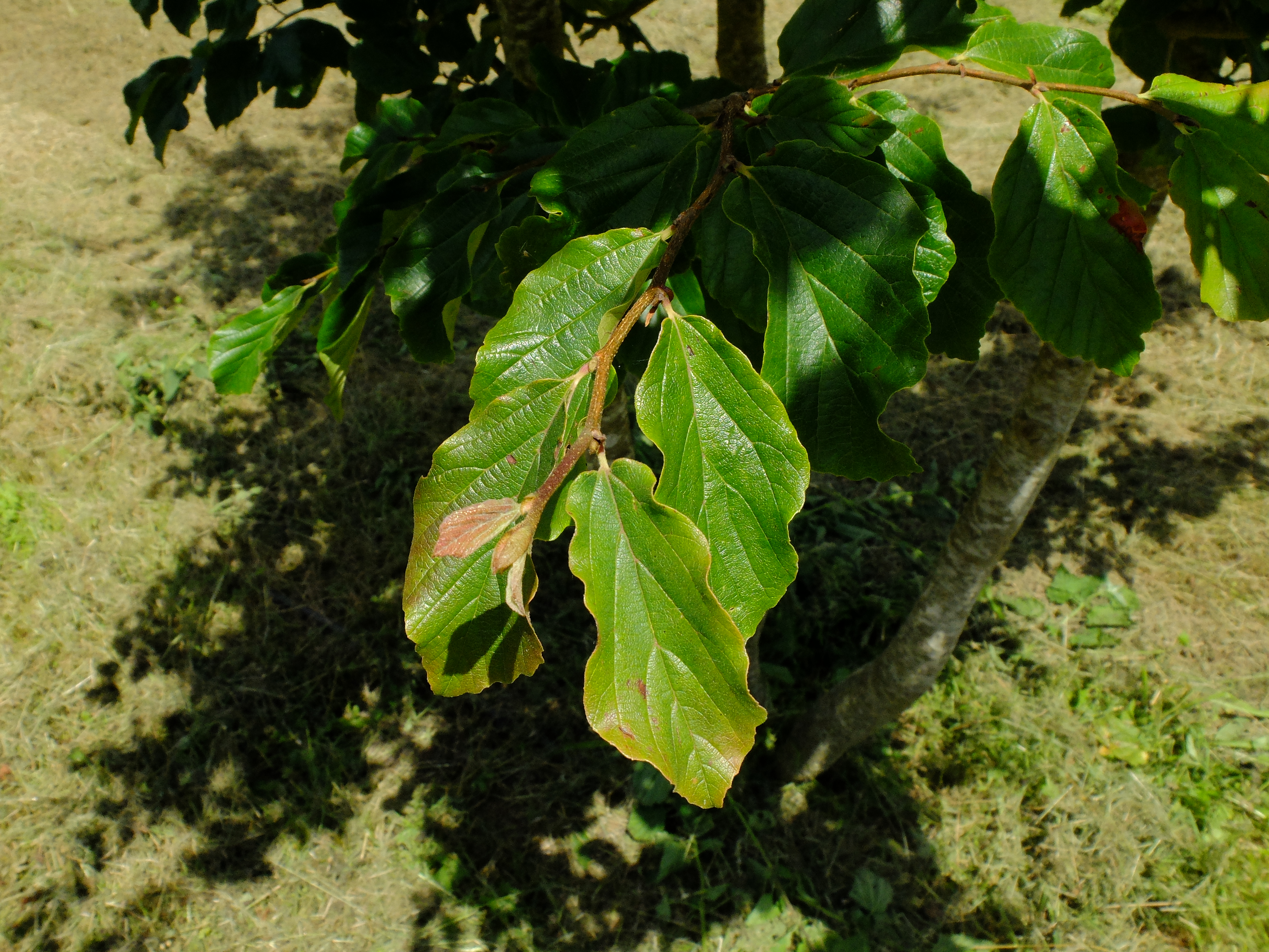 Arbre de fer — photo 2