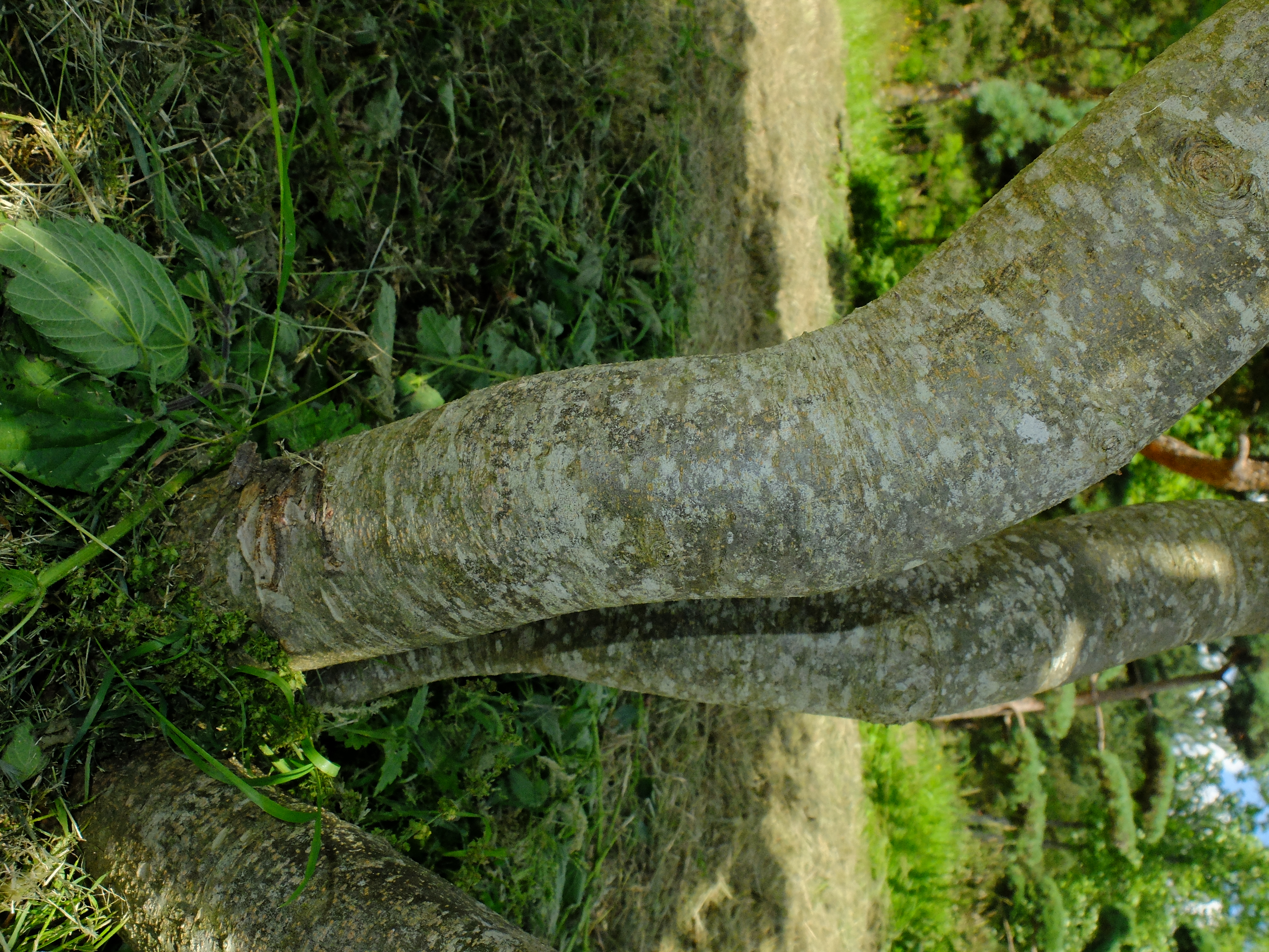 Arbre de fer — photo 3