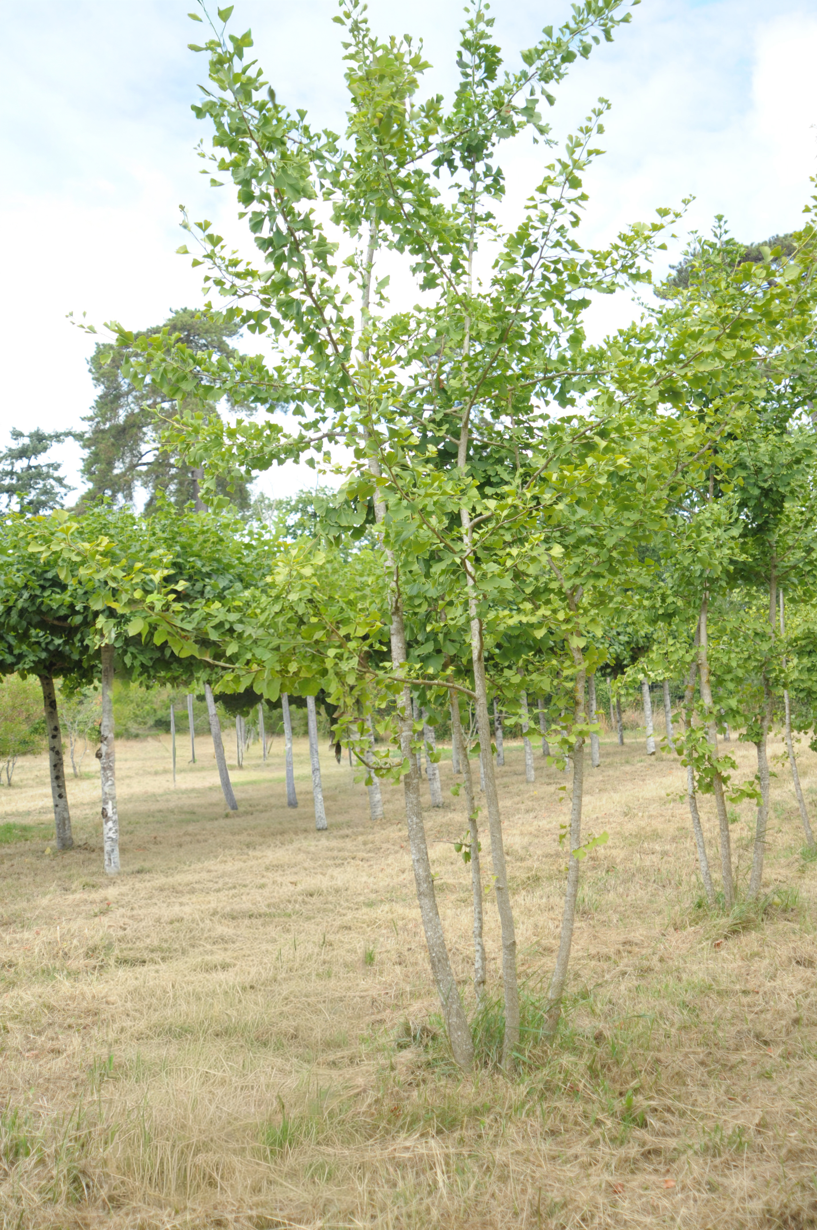 Arbres aux quarante écus