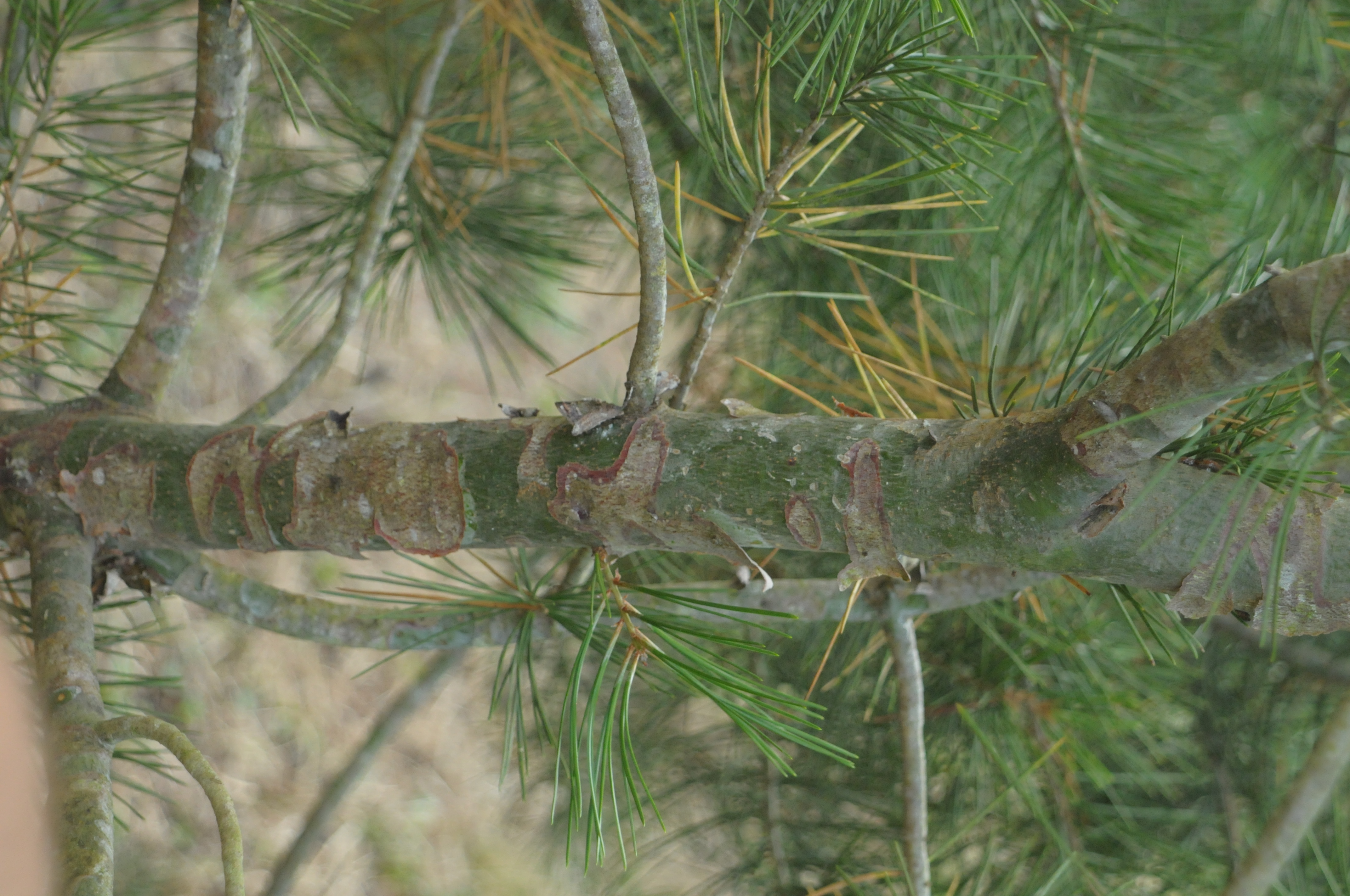Pin Napoléon — photo 2