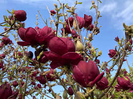 Magnolia hybride — photo 3