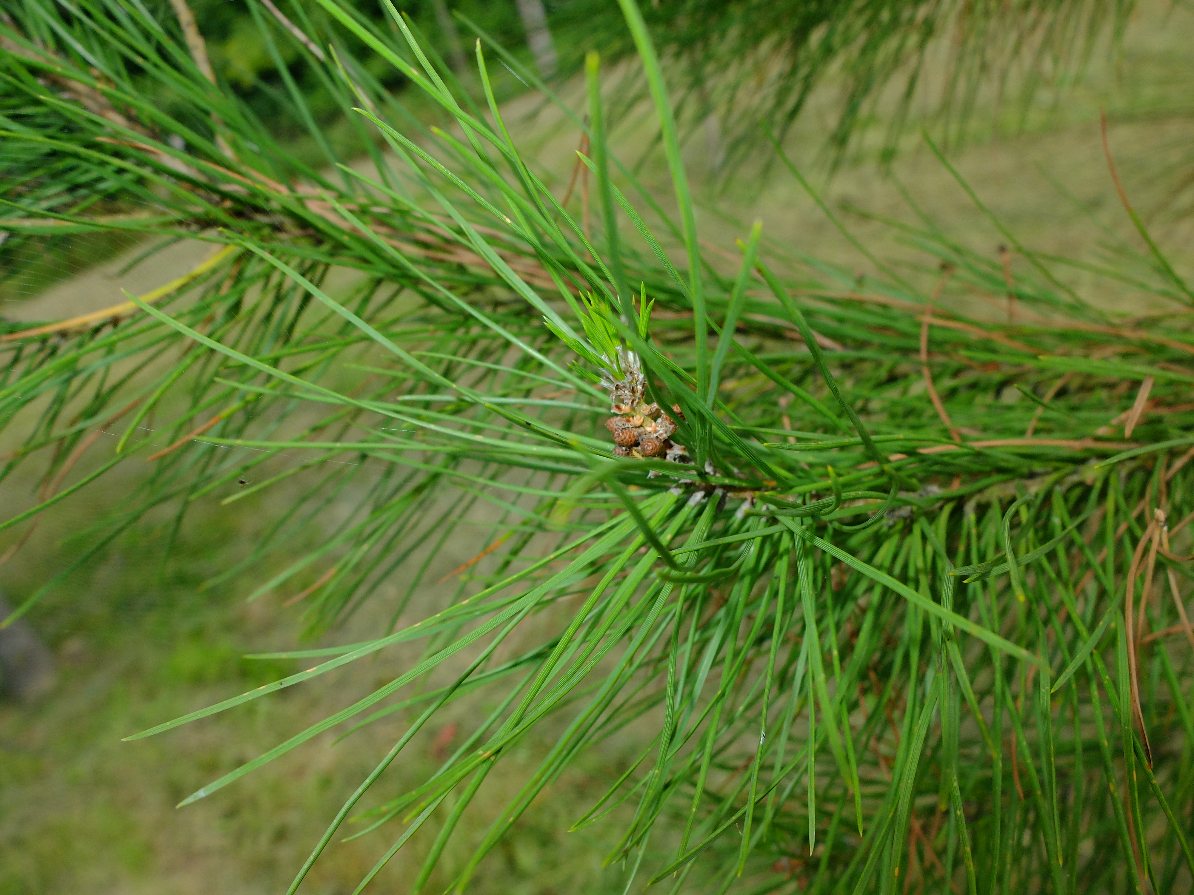 Pin parasol — photo 2