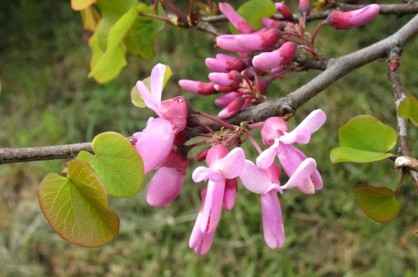 Faune et flore