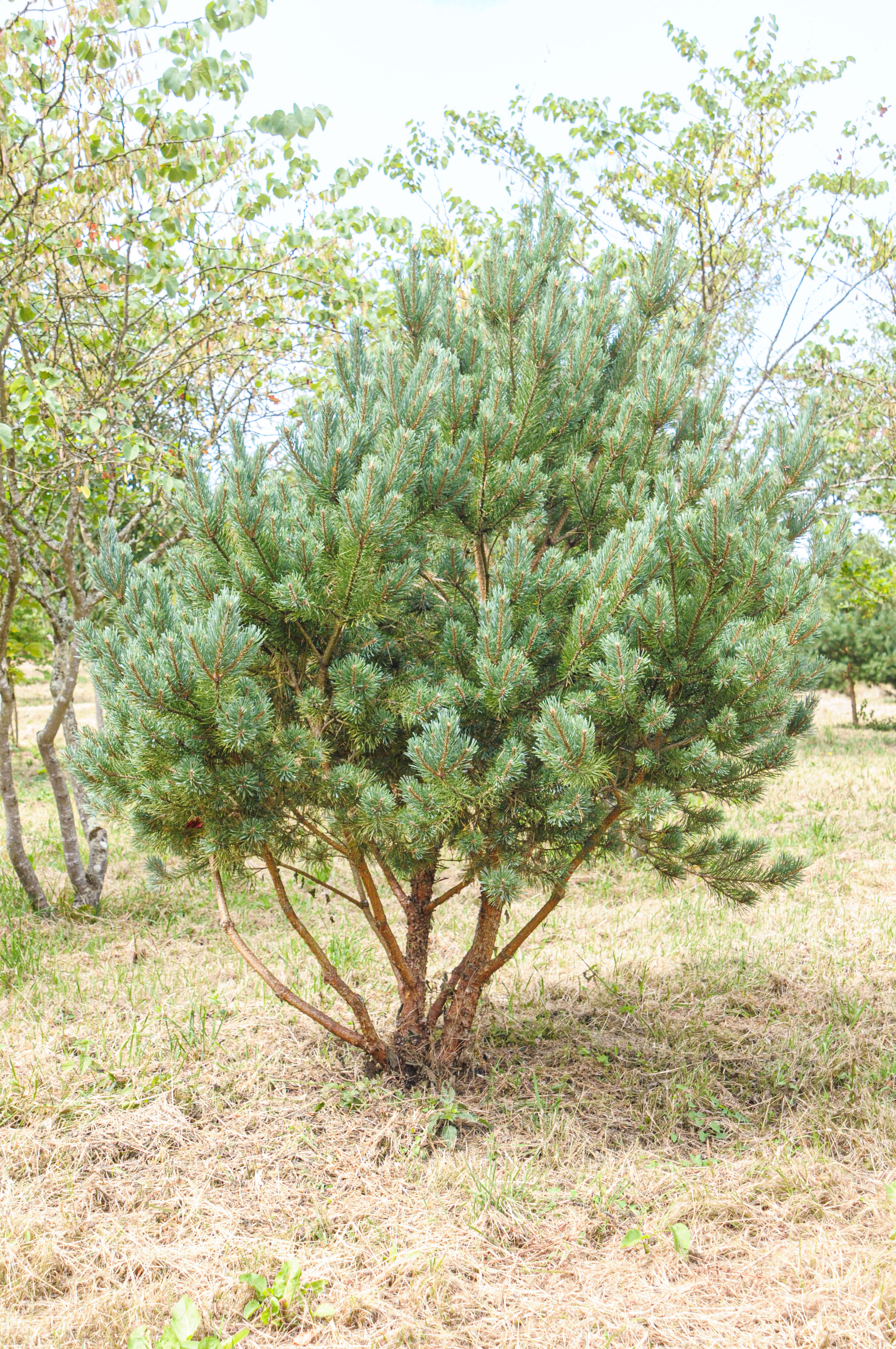 Pin sylvestre nain "wateriri"
