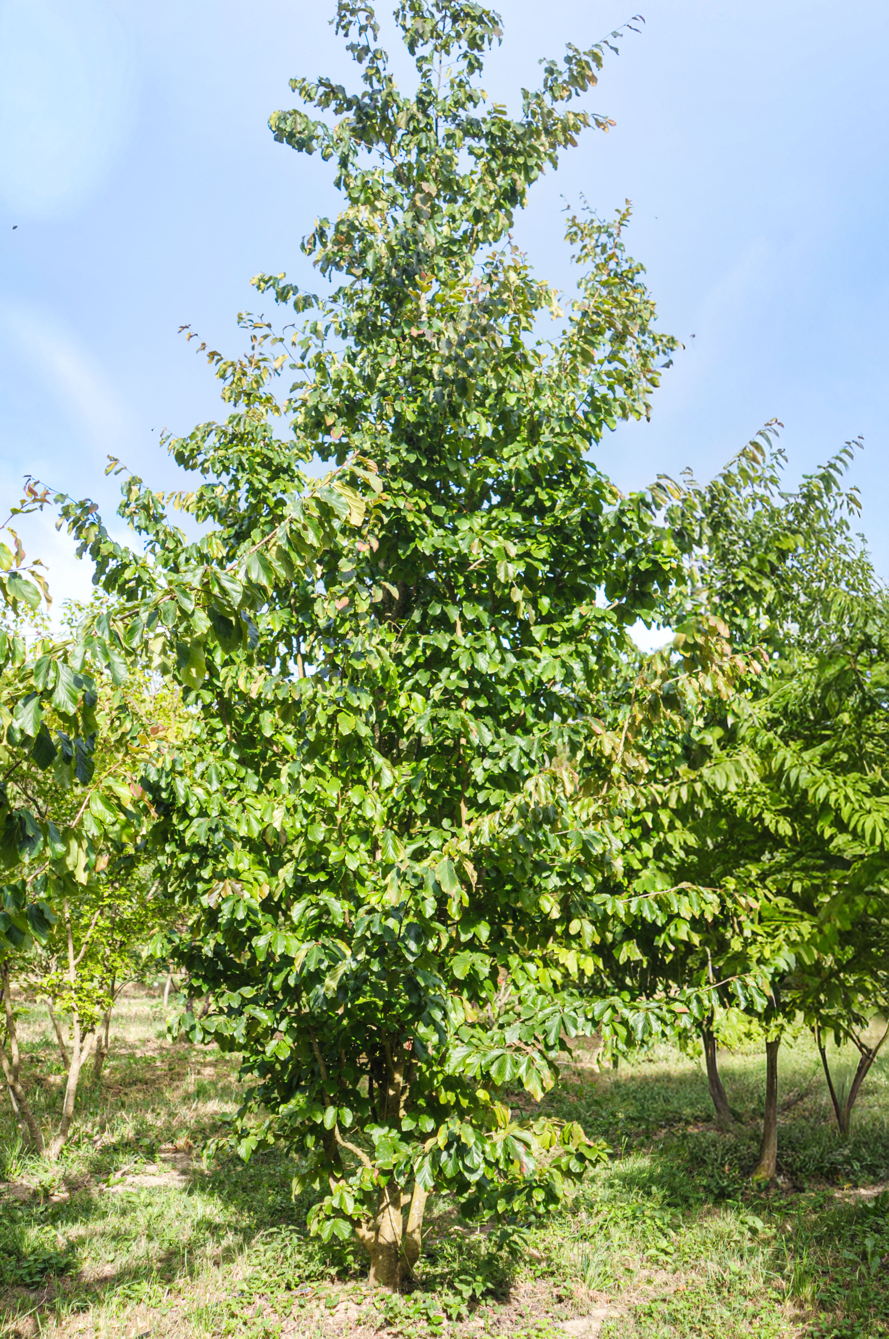 Arbre de fer