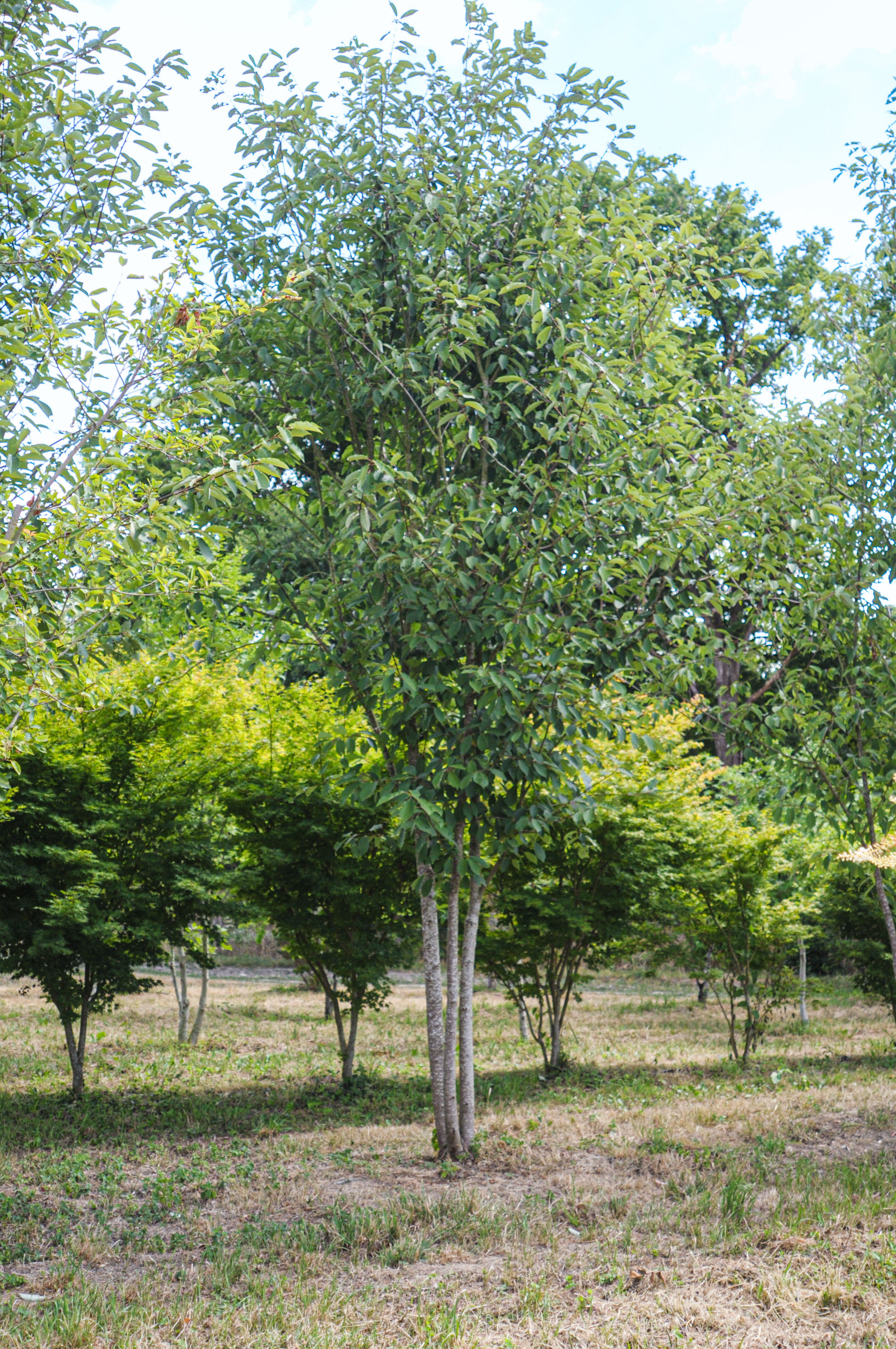 Merisier à grappes "wateriri"