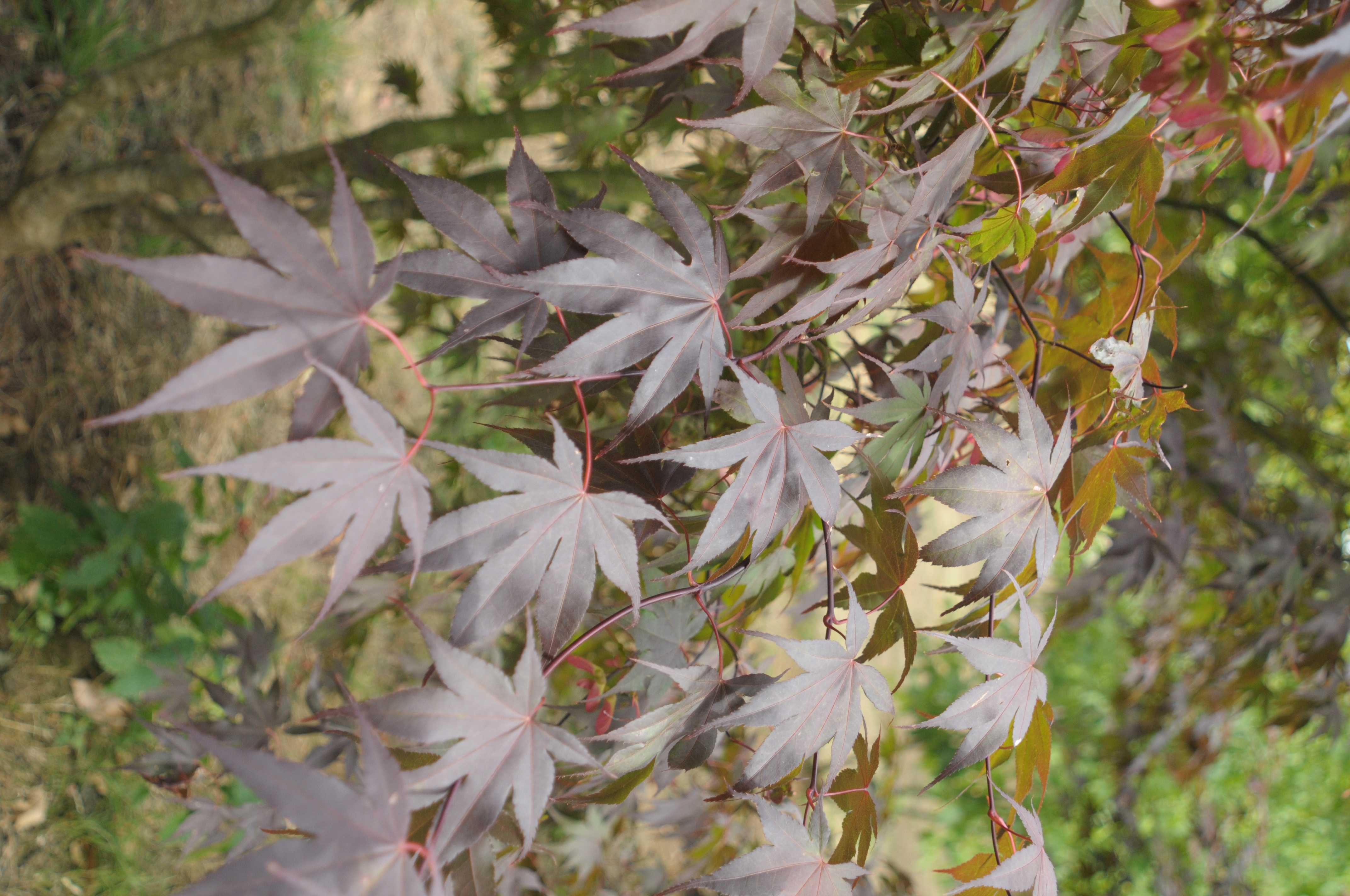 Érable du Japon Bloodgood — photo 3