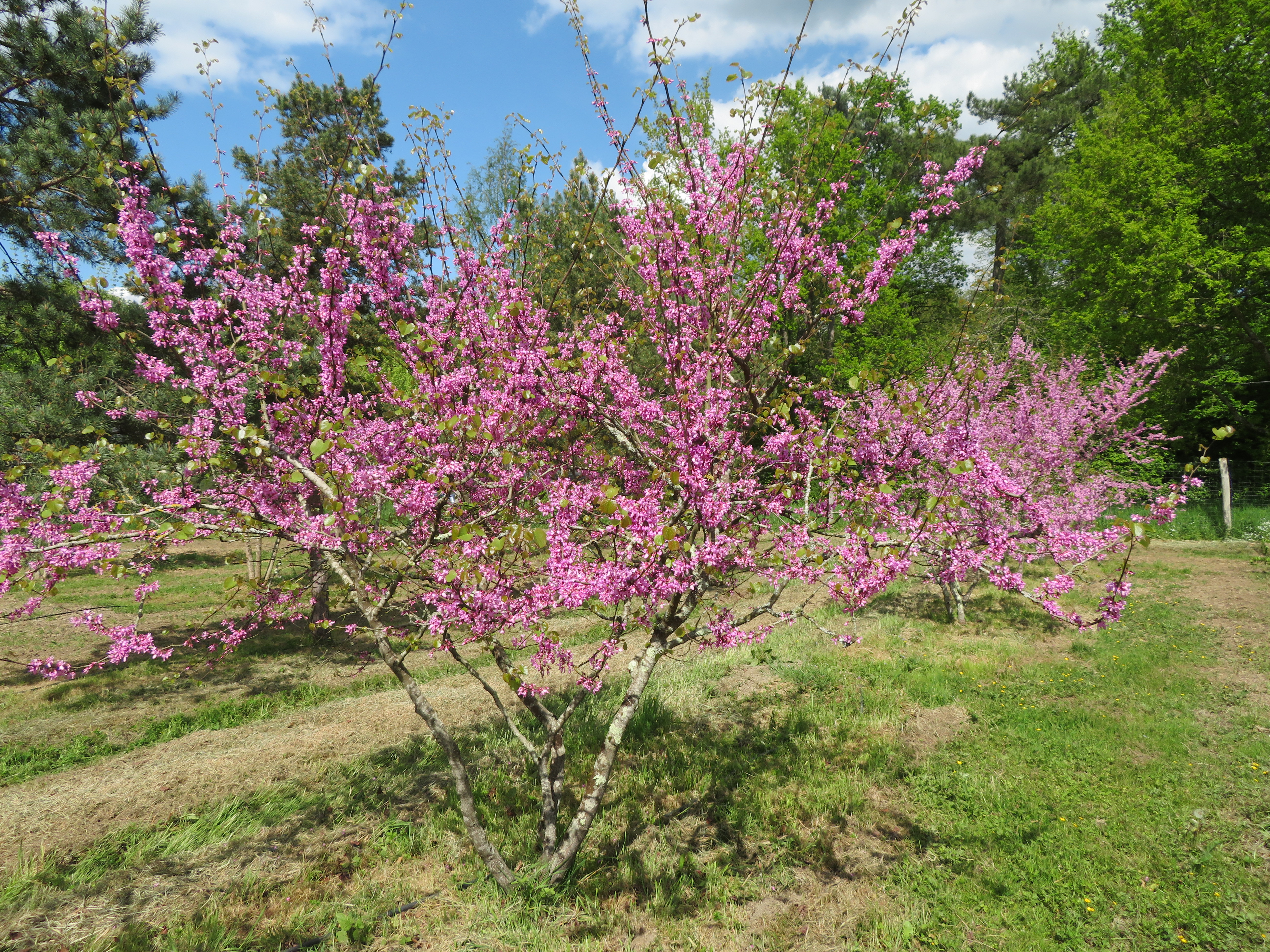 Arbre de Judée — photo 3