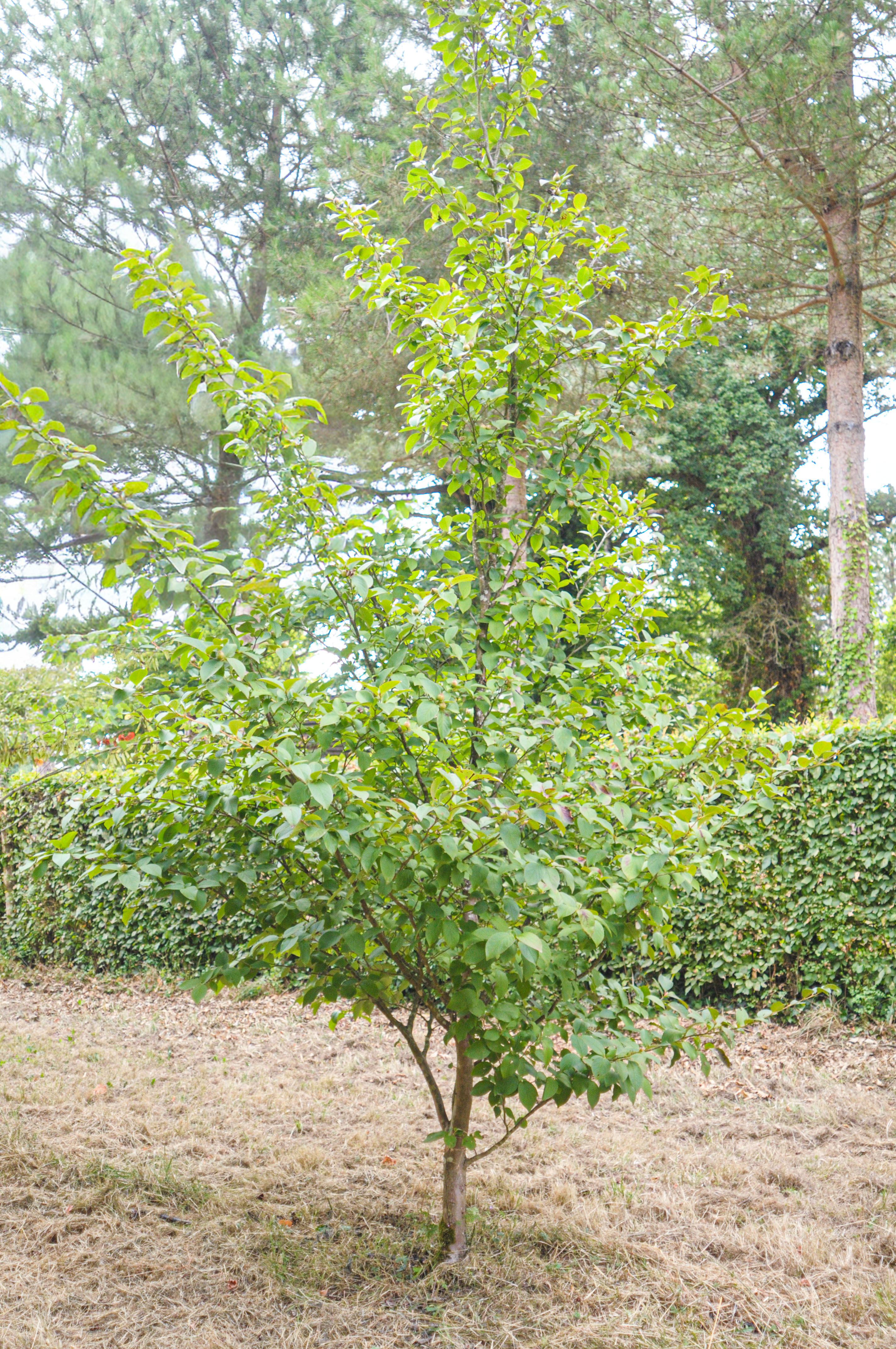 Arbres aux mouchoirs