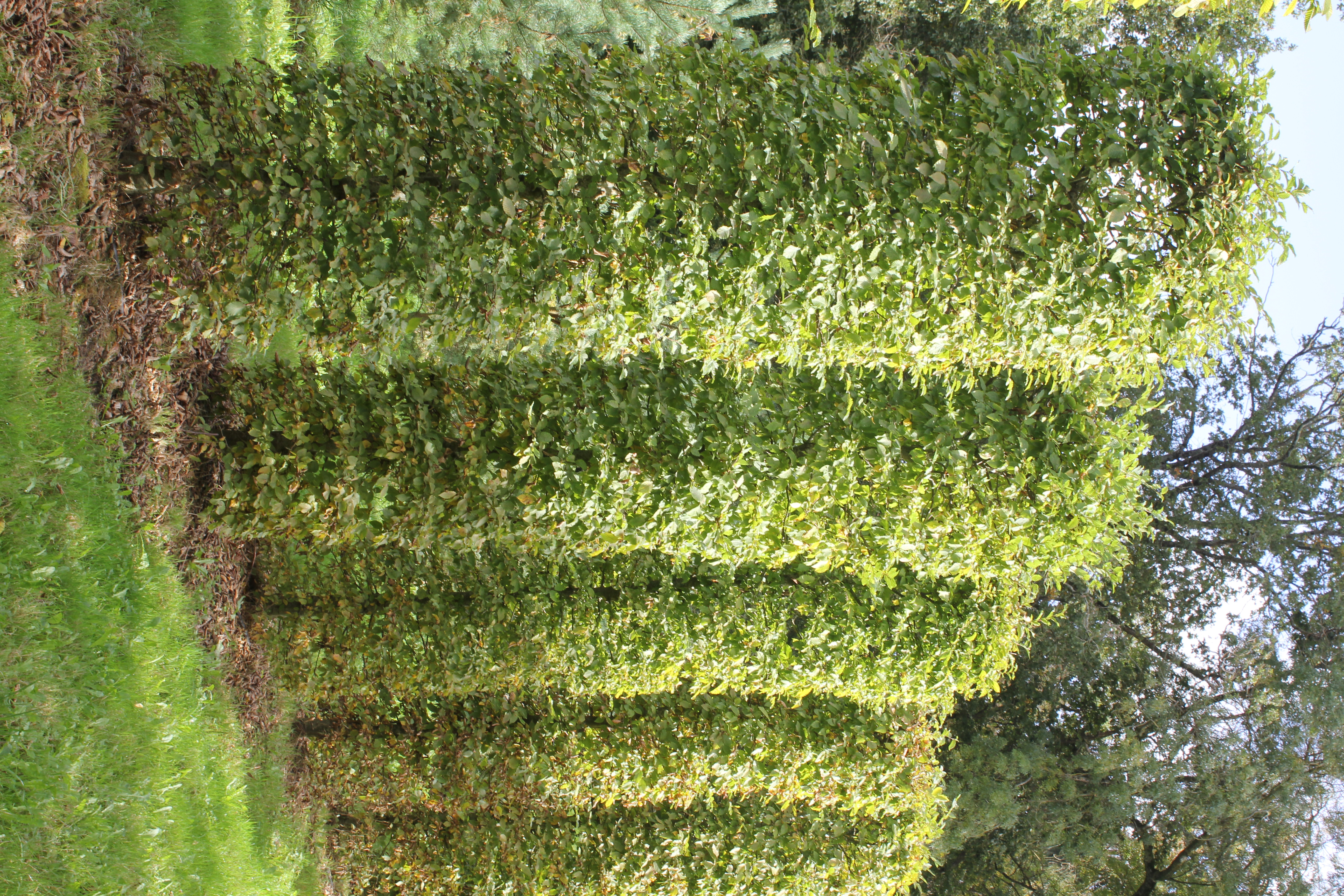 La Pépinière — photo 4