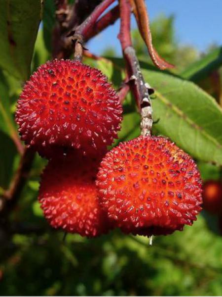 Arbousier, arbre aux fraises — photo 2
