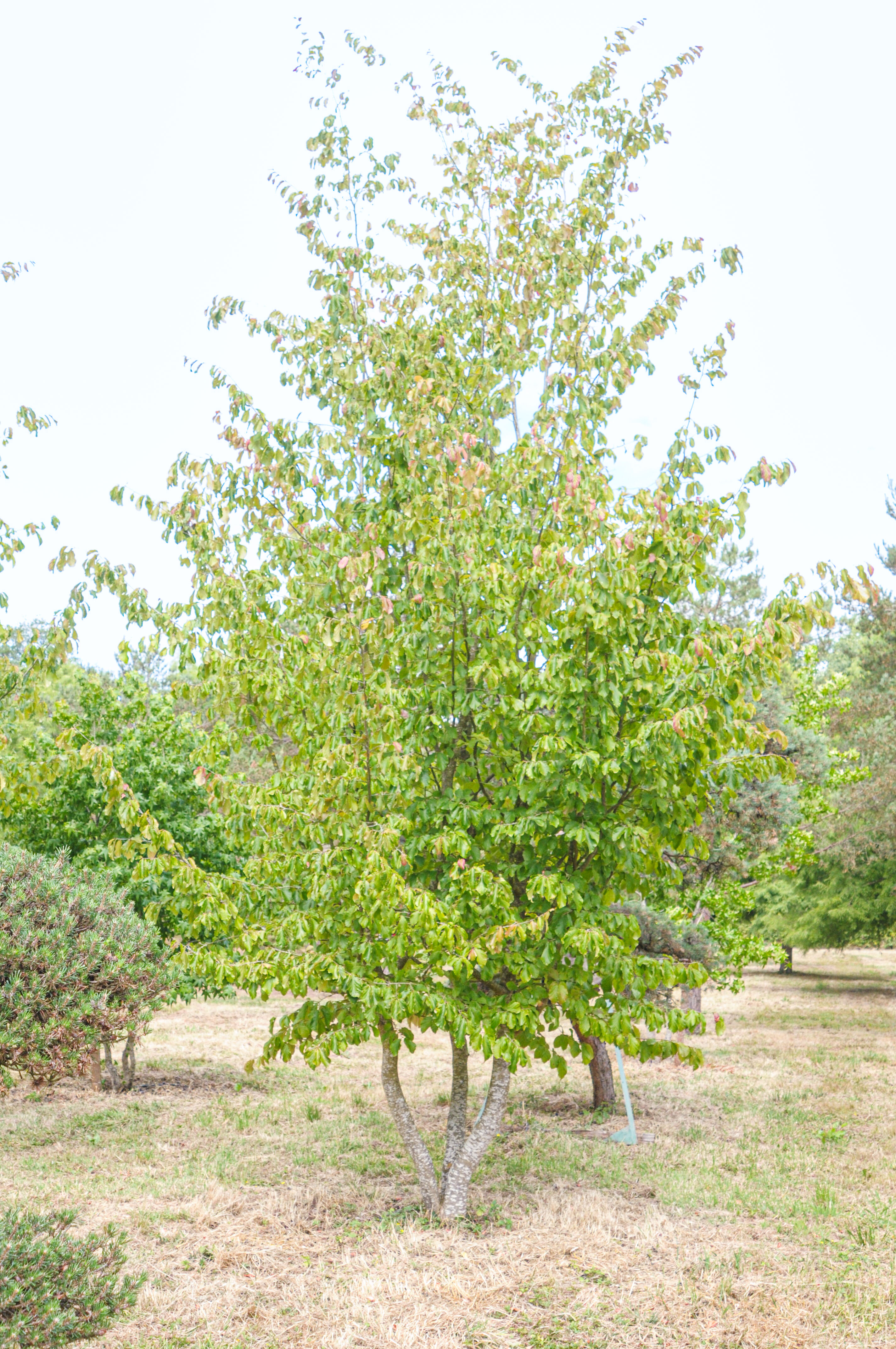 Arbre de fer fastigié