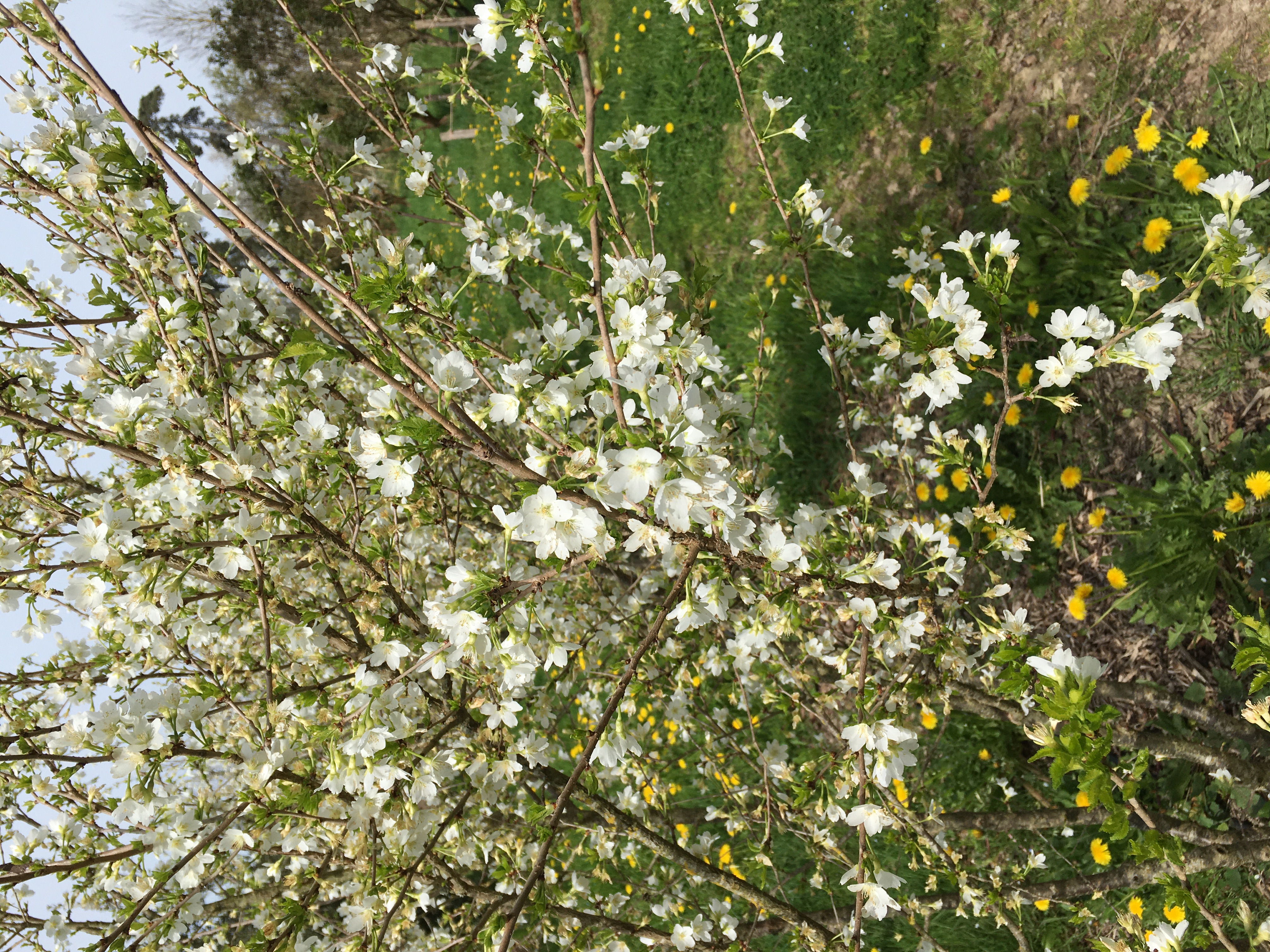 Cerisier à fleurs — photo 2