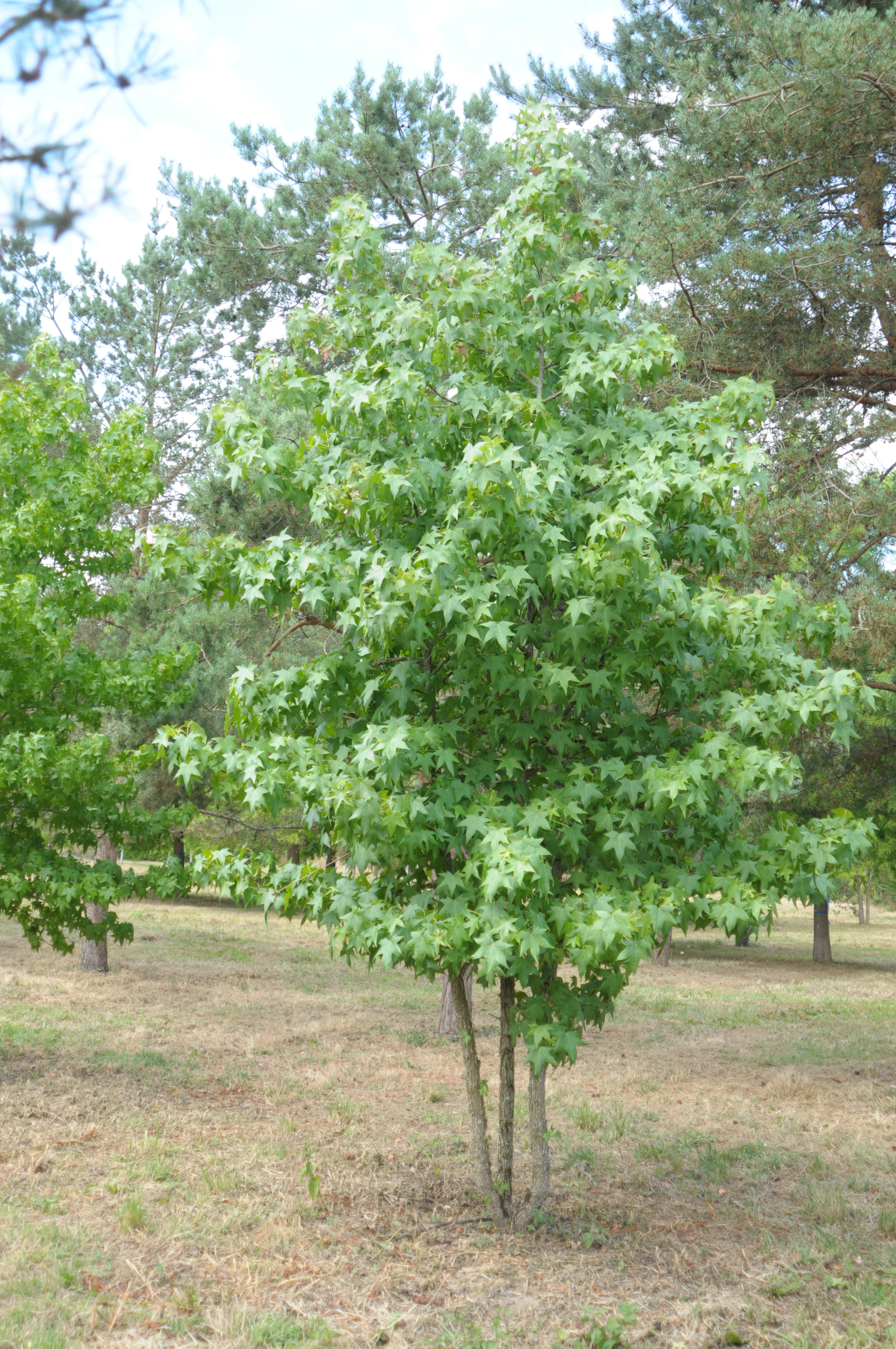 Copalme d'Amérique