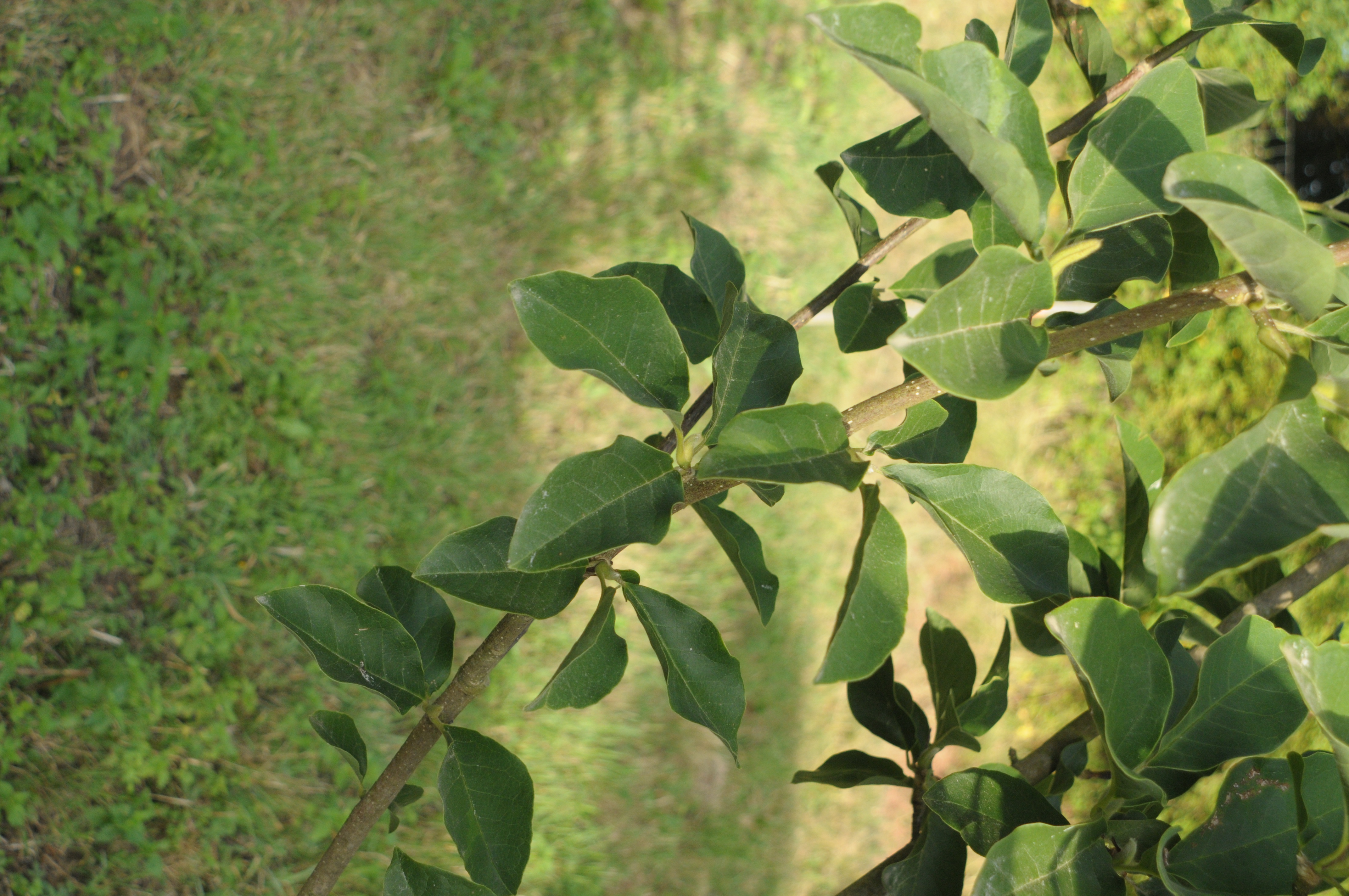 Magnolia hybride — photo 2